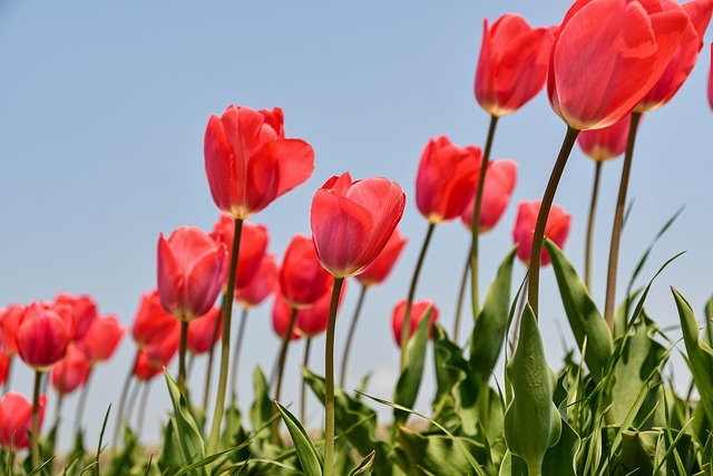 Red Tulips