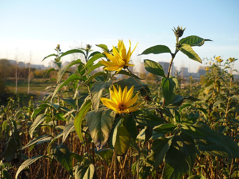 jerusalem artichoke, flowers, helianthus tuberosus, https:/upload.wikimedia.org/wikipedia/commons/9/95/Helianthus_tuberosus_in_Setun%27_River_Valley2.JPG