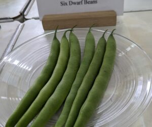 dwarf french beans, Biggin Hill Horticultural Society flower show 8 July 23, photo credit marie shallcross