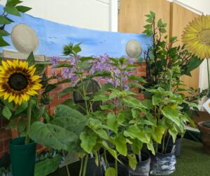 kids sunflowers, Biggin Hill Horticultural Society flower show 8 July 23, photo credit marie shallcross