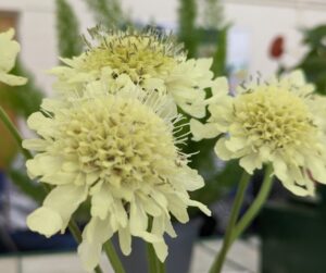 giant scabious, Biggin Hill Horticultural Society flower show 8 July 23, photo credit marie shallcross