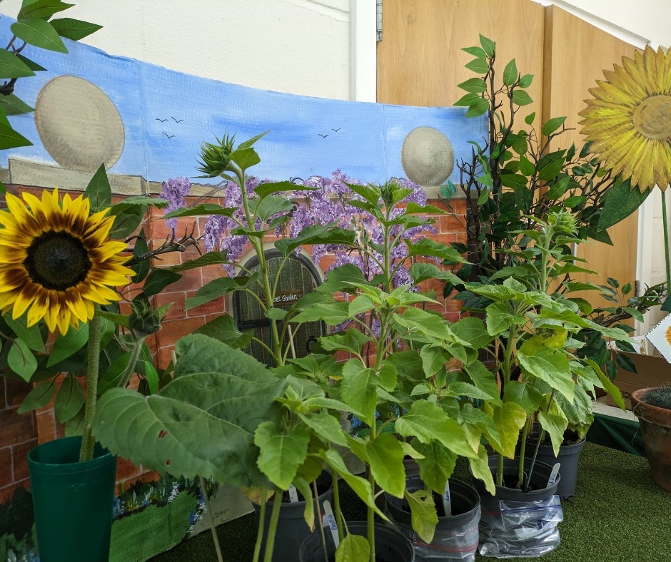 kids sunflowers, Biggin Hill Horticultural Society flower show 8 July 23, photo credit marie shallcross