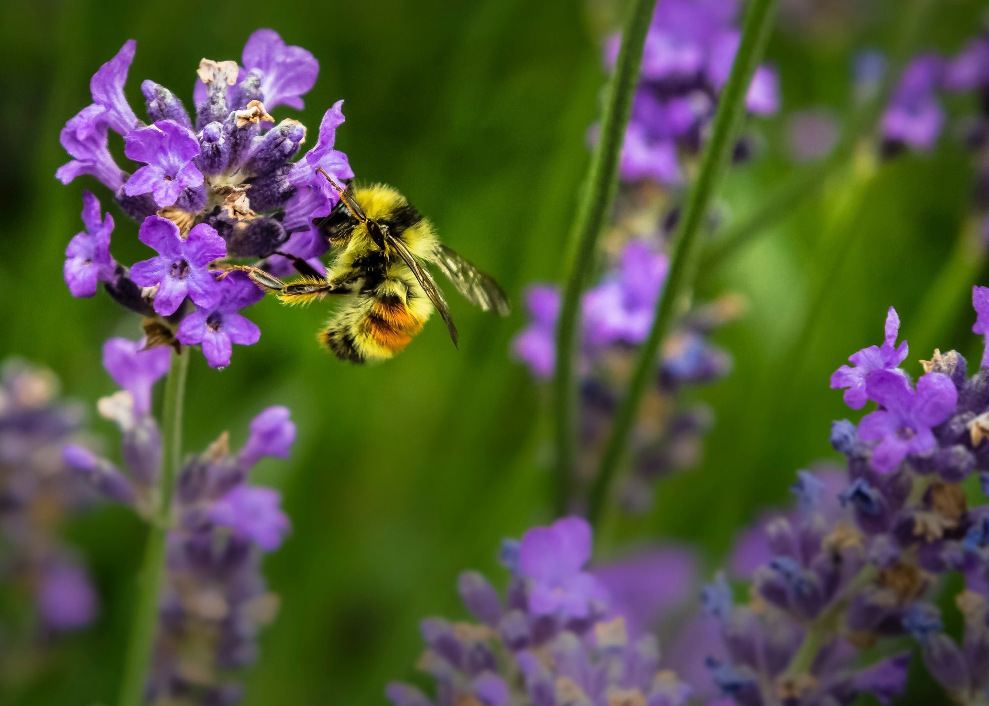 bee on lavender, Gardeners Evening Speakers, jenna-lee-122713-unsplash.jpg