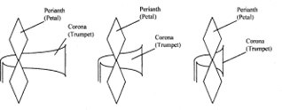 classification of narcissus drawings