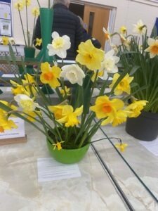 spring show April 2023, daffodils, photo credit Ann Palin