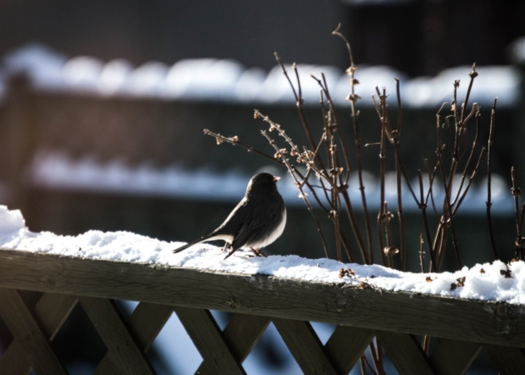 snow, bird, fence