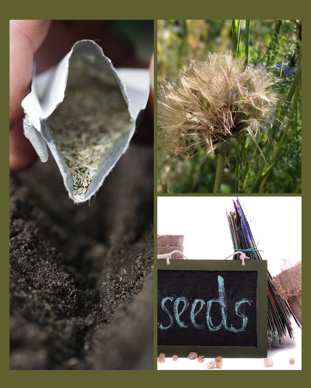 Seed Swop Biggin HIll Horticultural Society