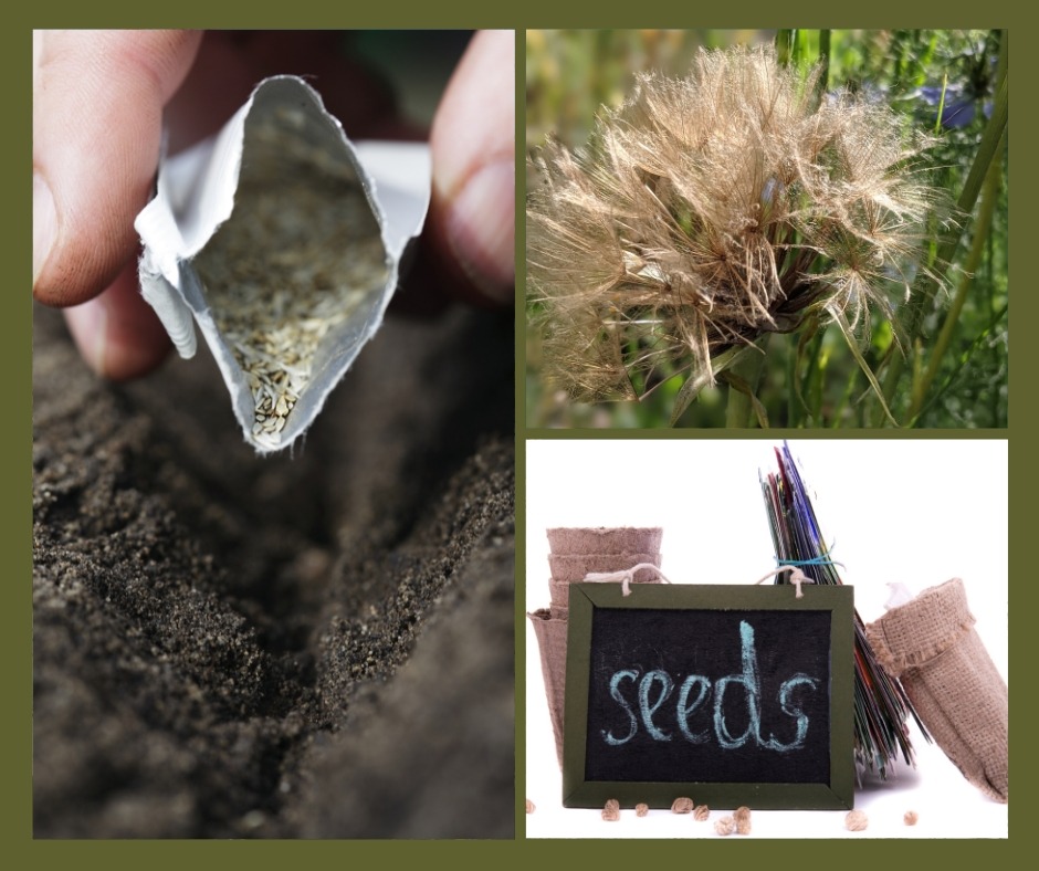 Seed Swop Biggin HIll Horticultural Society