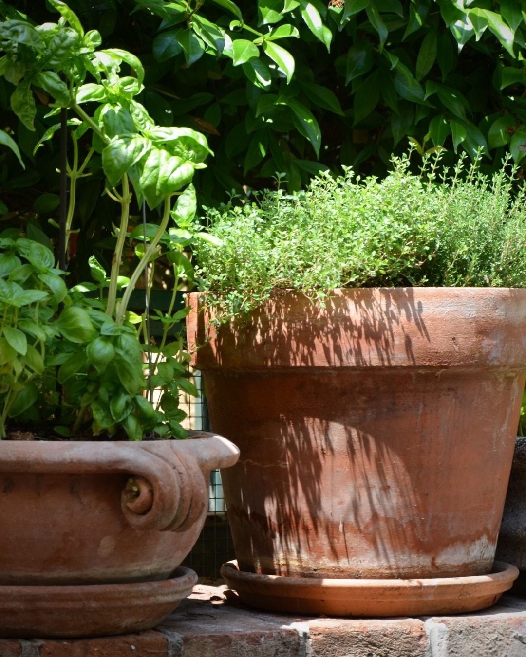 potted herbs in clay pots, original photo by pixaline from pixabay, gardeners evenings talks