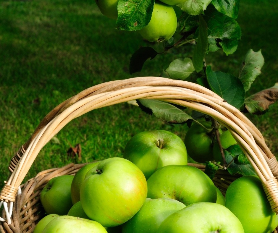 bramley seedling apple