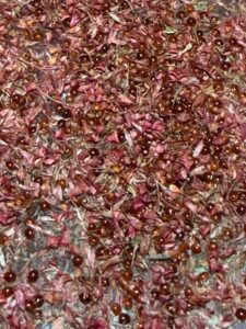 Amaranthus cruentis seeds magnified, edible leaves and seeds, ornamental annual