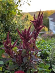 Amaranthus cruentus, purple amaranth, growing in the garden at Spitfires and Slow Worms, edible and ornamental annual