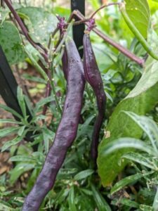 Dwarf French Bean Purple Teepee