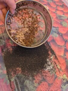 Lychnis coronaria, rose campion, chaff in sieve, seeds & some chaff fallen through