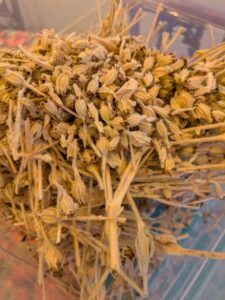 Lychnis coronaria dried seed heads, rose campion