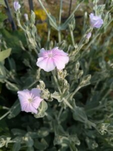 Lychnis coronaria, rose campion. Angels Blush, growing in the garden at Spitfires and Slow Worms