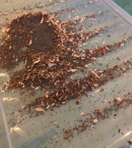 Lychnis coronaria, rose campion, seeds being cleaned