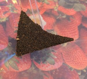 Lychnis coronaria seeds, rose campion, sufficiently cleaned seeds for seed swap and sowing in the garden.