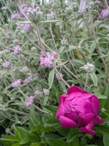 Phlomis italica, peony, growing in the garden at Spitfires and Slow Worm