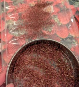 sieving Amaranthus cruentis seeds & chaff, edible leaves and seeds, ornamental annual